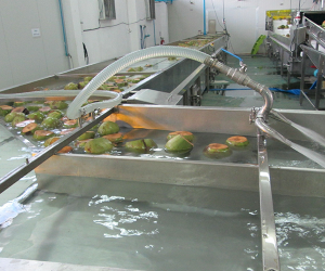 Food Conveyor Machine