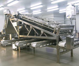 Food Conveyor Machine